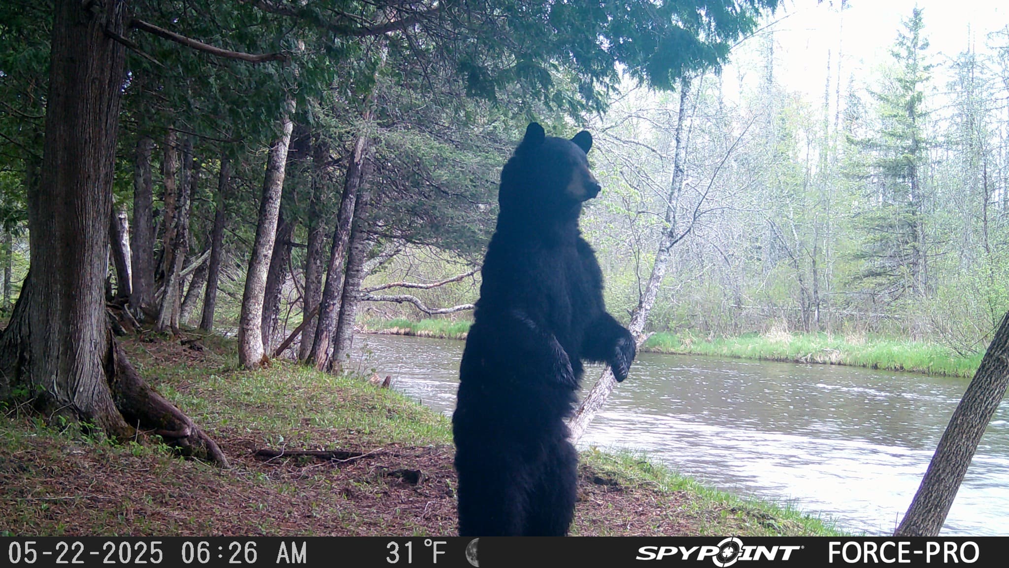 Black bear standing upright on a spring riverbank, captured by a Spypoint Force-Pro