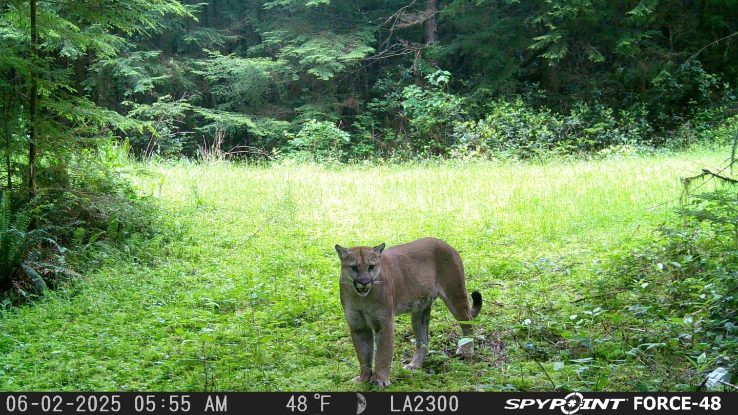 Mountain lion standing in a forest meadow at dawn, captured by a Spypoint Force-48