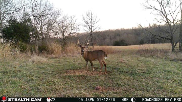 Whitetail buck in a winter pasture in late afternoon, captured by a Stealth Cam