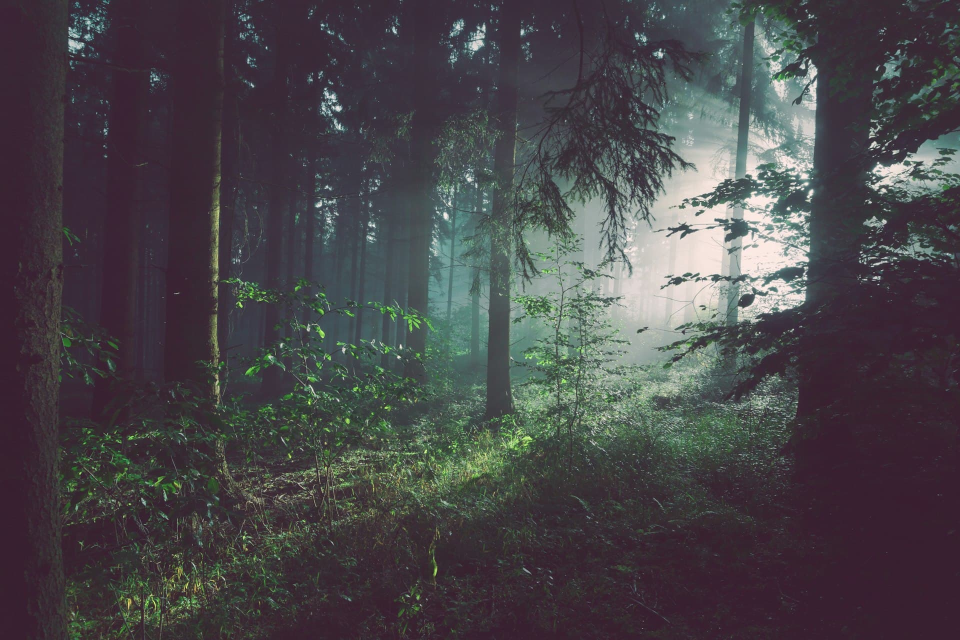 Warm sunlight filtering through tall trees in a forest